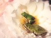 miniatura_Frogs18 copia
